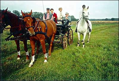 Eine Wagonette oder auch Break genannt